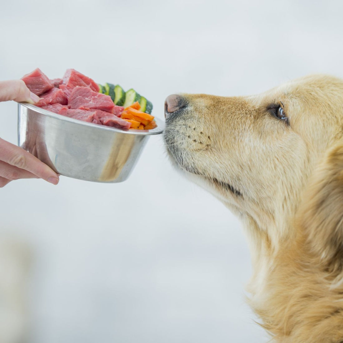 Cooked Food Good for Dogs in Canberra